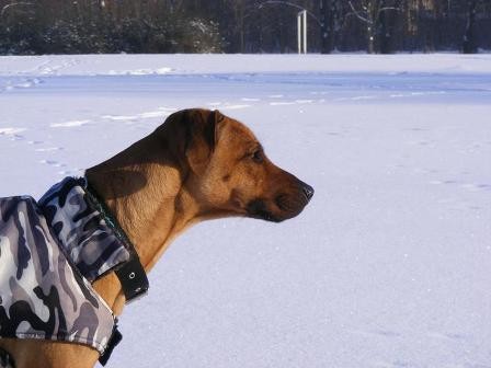 Povánoční běhání