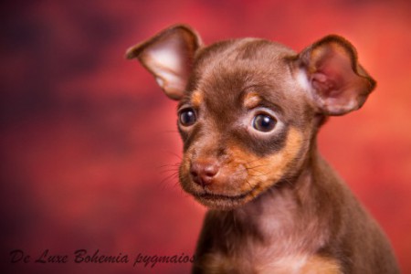 DE LUXE Bohemia pygmaios